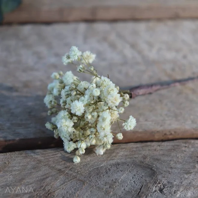 product_category The Dried Flower Shop Dried Gyp Hair Pins / Dried Gypsophila Wedding Etsy - AyanaFloralDesign $8.58