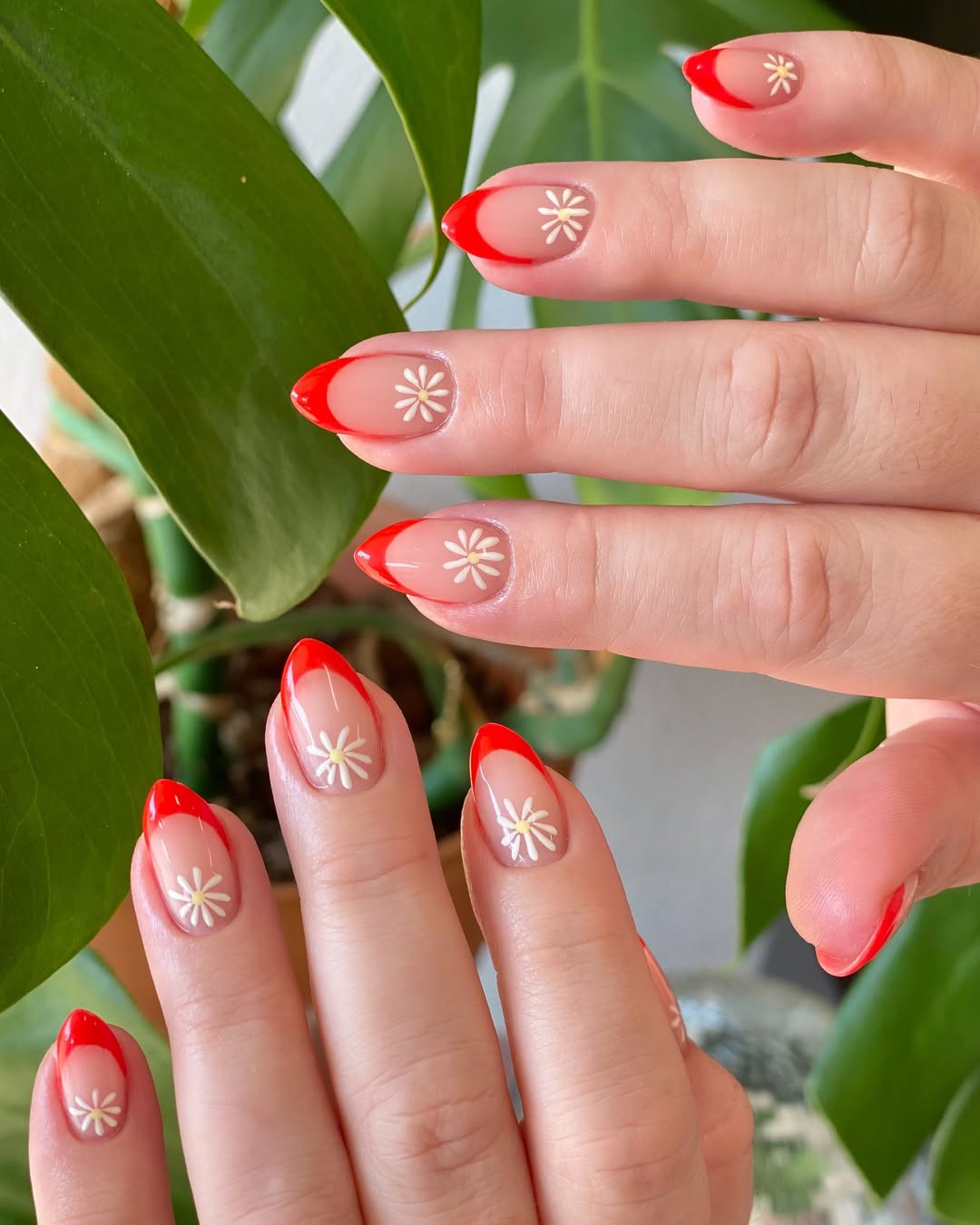 Red French Tip Daisy Flower Art